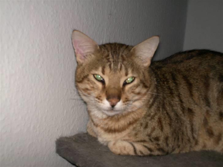 Bengal shekarn billede 1