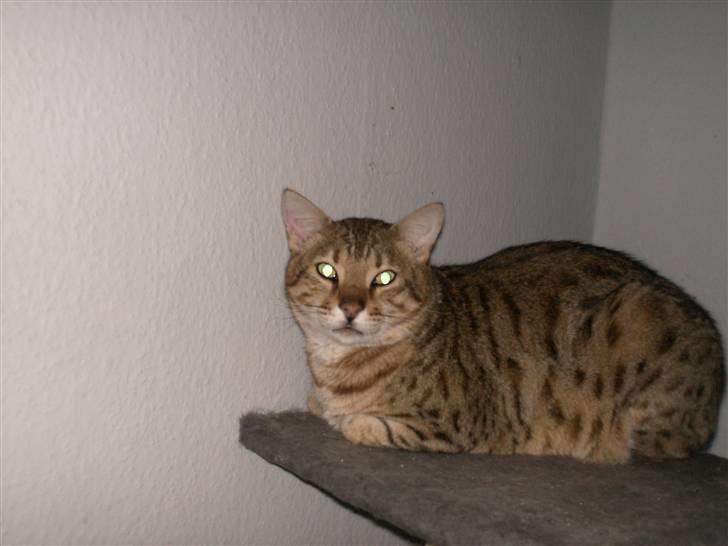 Bengal shekarn billede 2