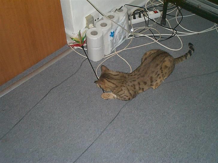 Bengal shekarn billede 3