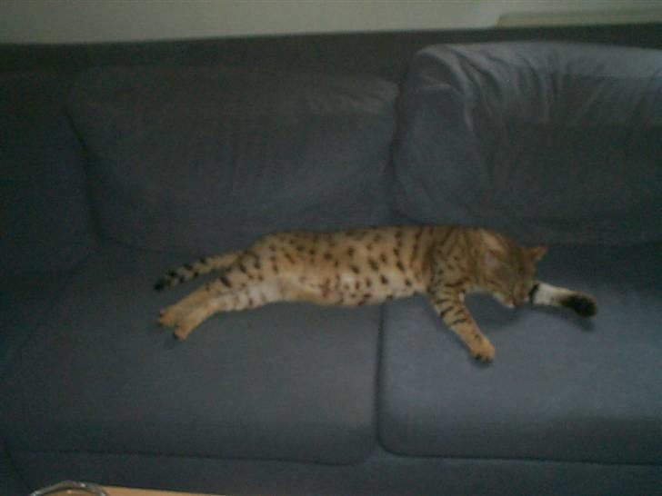 Bengal shekarn billede 4