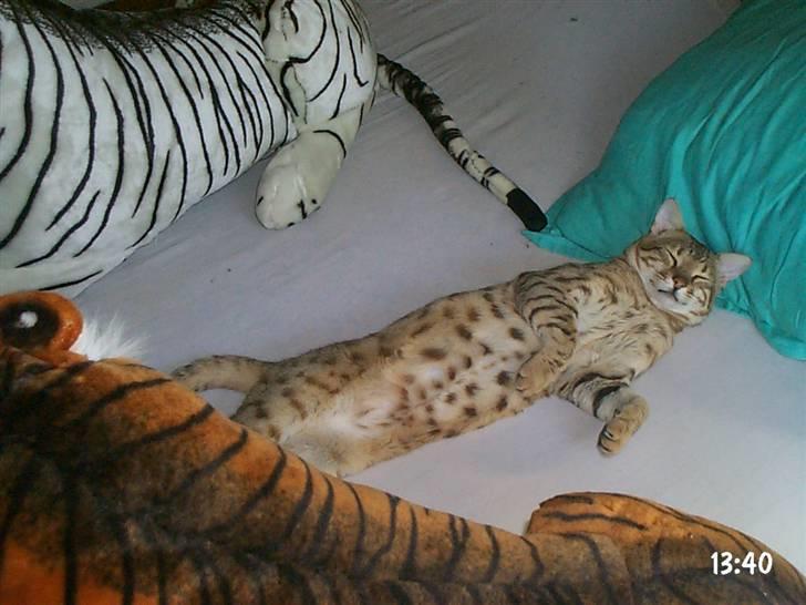 Bengal shekarn billede 5