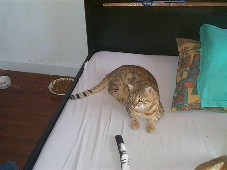 Bengal shekarn billede 6