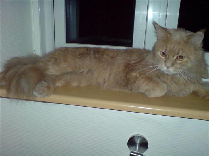 Maine Coon lucifer - lucifers yndlings vindue og lægge i billede 12