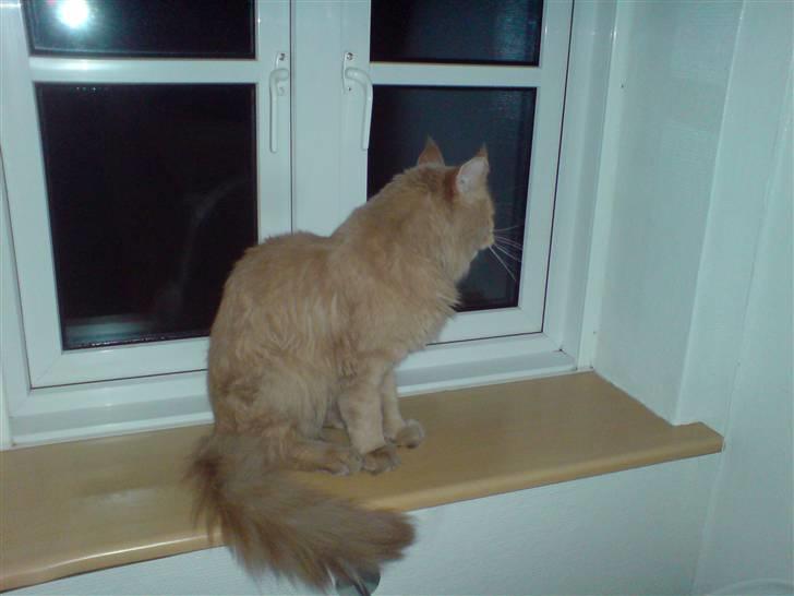 Maine Coon lucifer billede 13