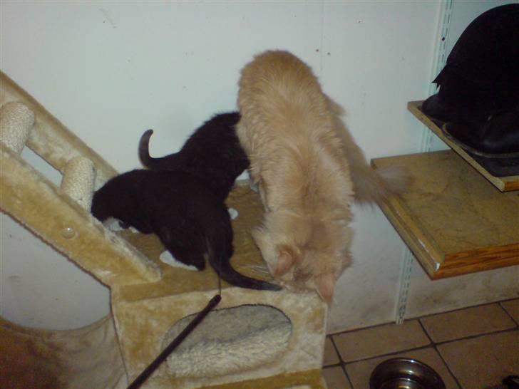 Maine Coon lucifer - her er lucifer igang med at lege med sine nye kammerater billede 14