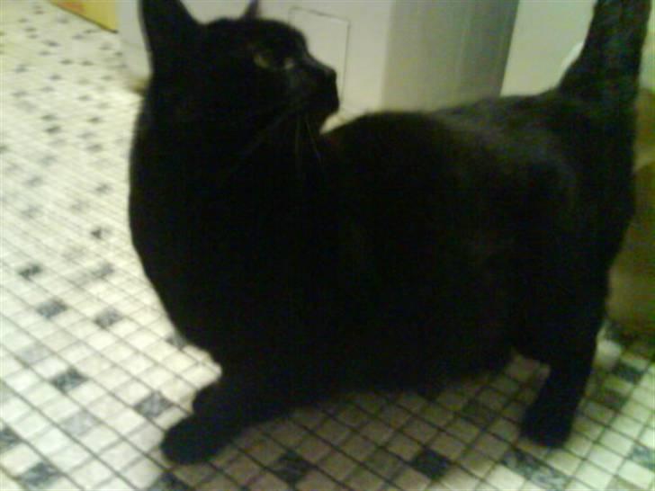 Huskat Sif - 1 billede 1