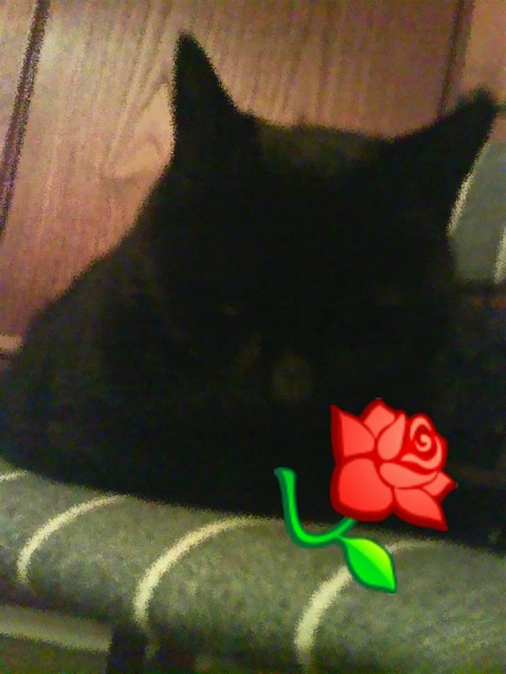 Huskat Sif - 2 billede 2