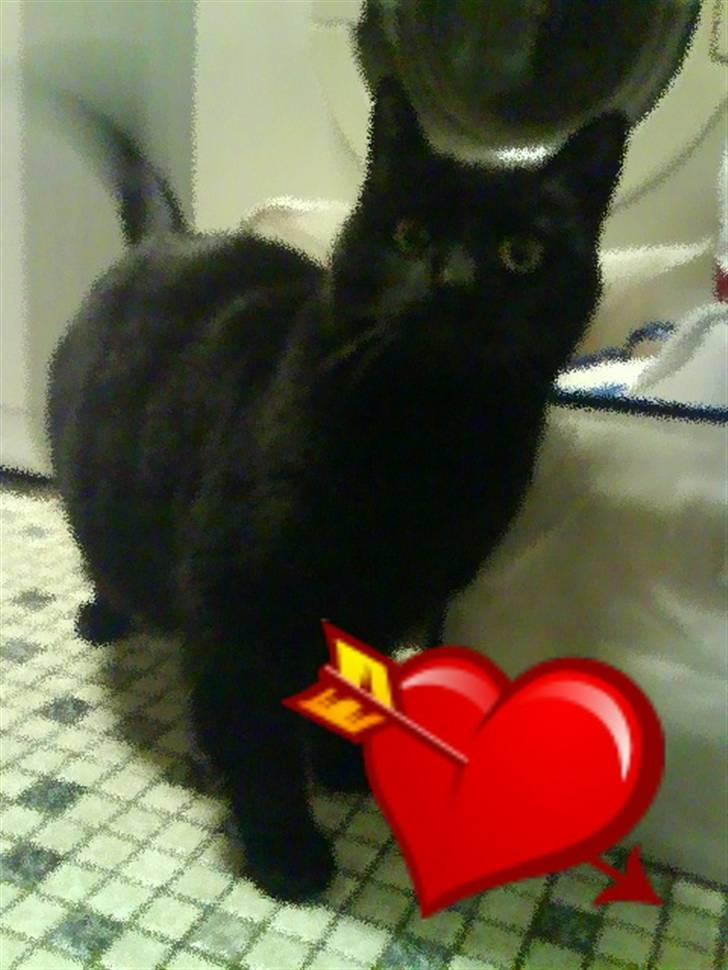 Huskat Sif - 3 billede 3