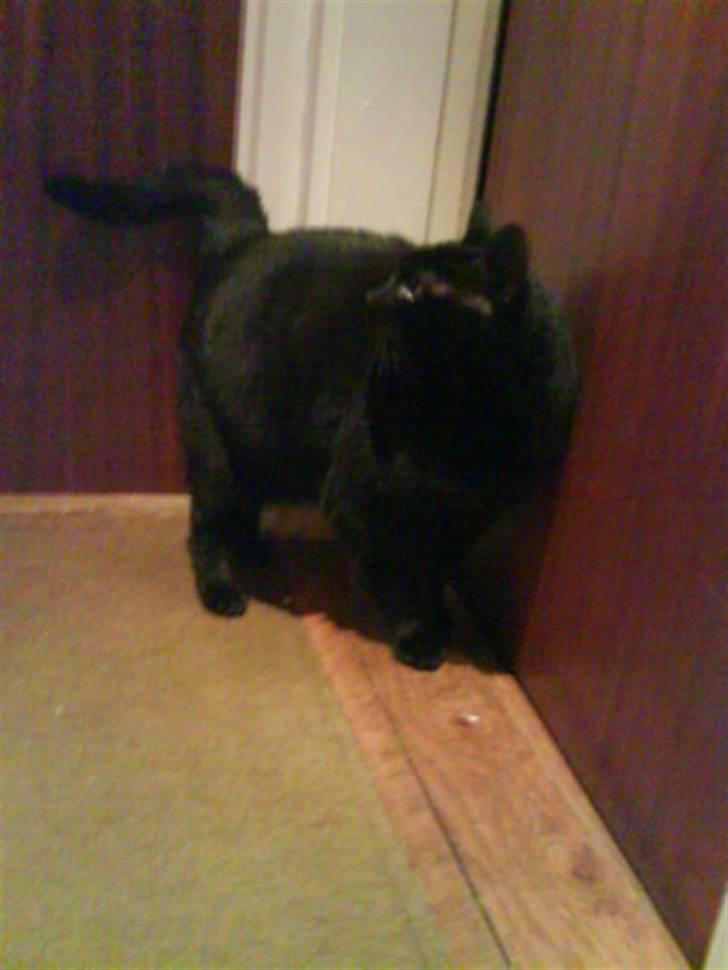 Huskat Sif - 4 billede 4