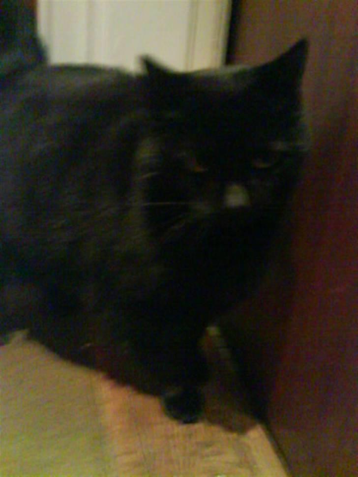 Huskat Sif - 5 billede 5