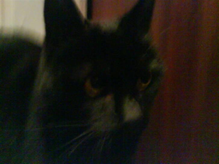 Huskat Sif - 6 billede 6