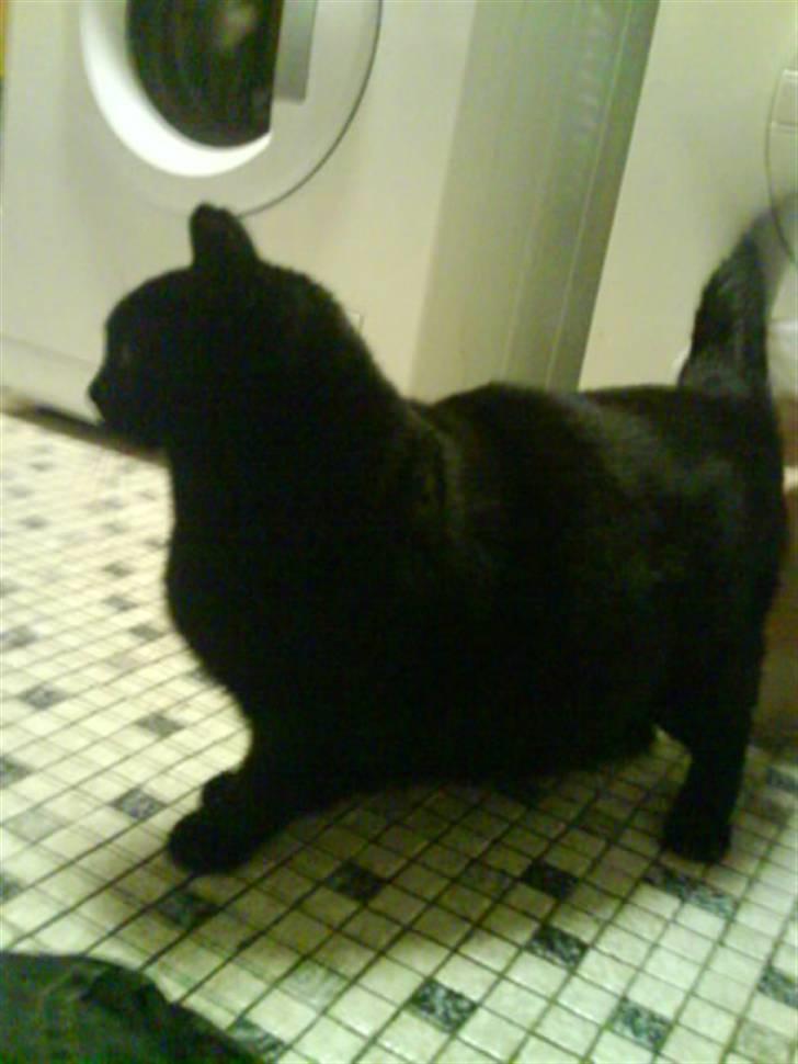 Huskat Sif - 7 billede 7