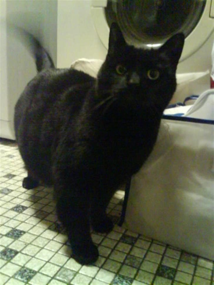 Huskat Sif - 8 billede 8