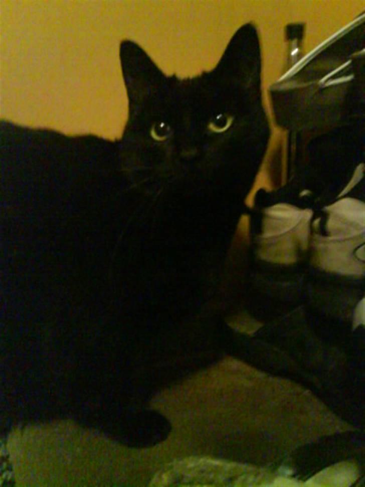 Huskat Sif - 9 billede 9