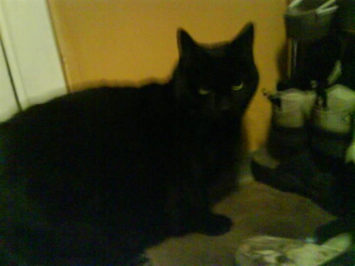 Huskat Sif - 10 billede 10