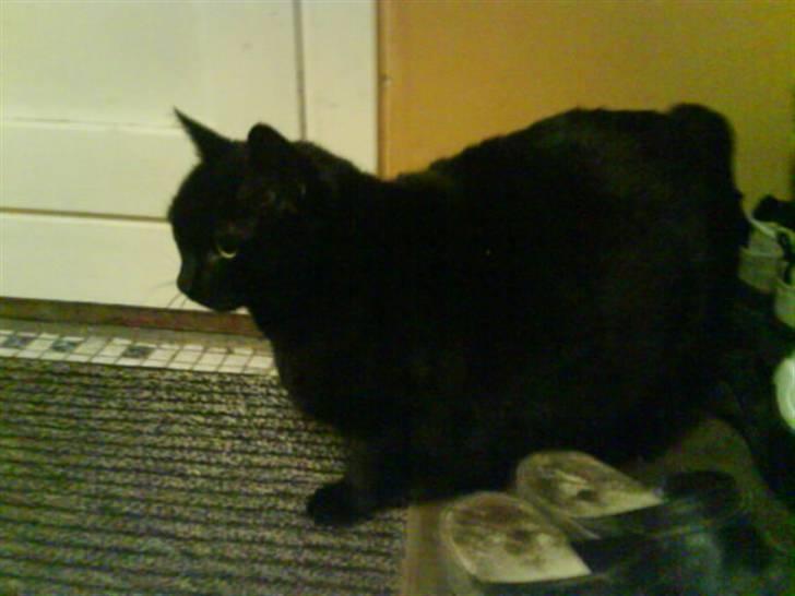 Huskat Sif - 11 billede 11