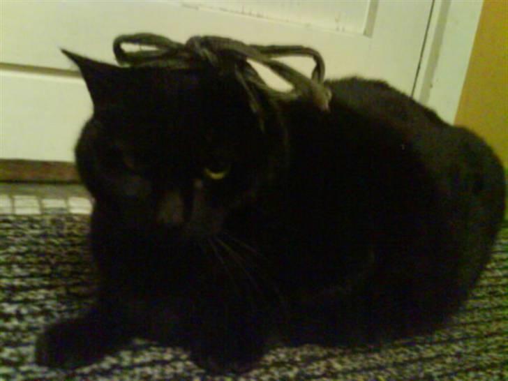 Huskat Sif - 12 billede 12