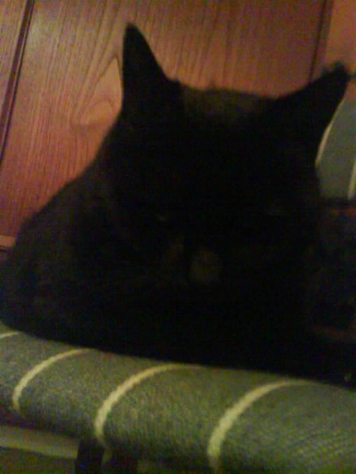 Huskat Sif - 13 billede 13