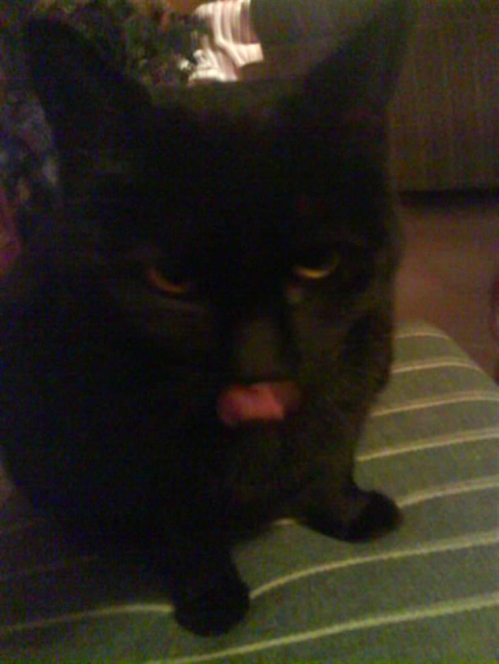 Huskat Sif - 14 billede 14