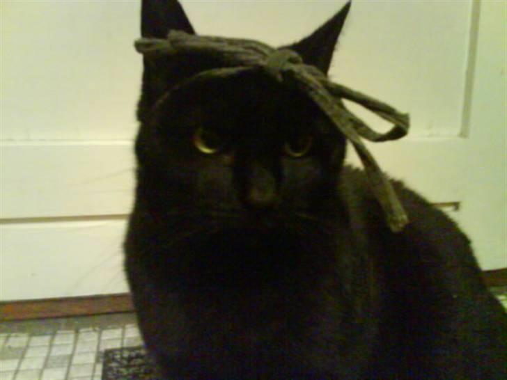 Huskat Sif - 15 billede 15