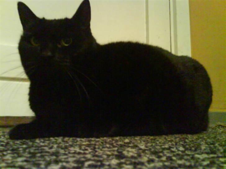 Huskat Sif - 16 billede 16