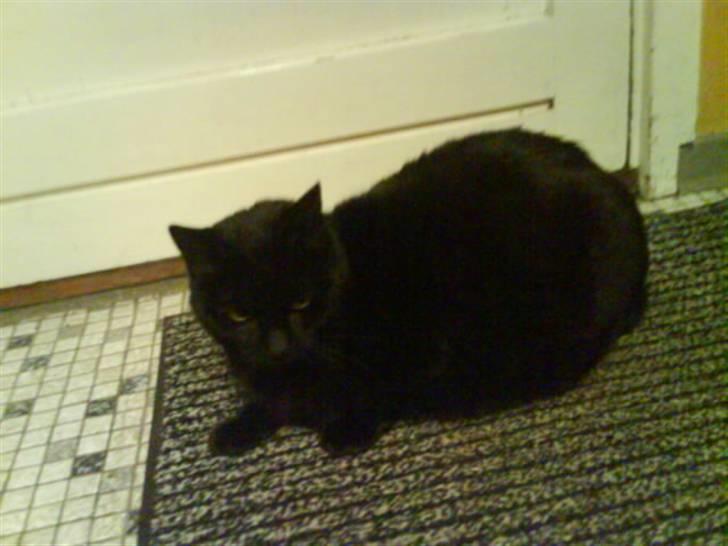 Huskat Sif - 17 billede 17