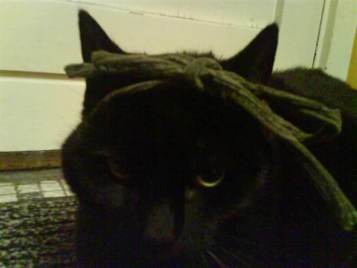 Huskat Sif - 18 billede 18