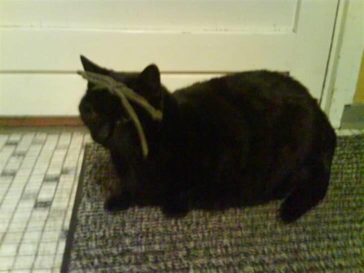 Huskat Sif - 19 billede 19