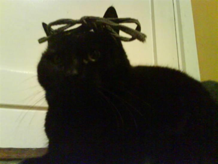 Huskat Sif - 20 billede 20