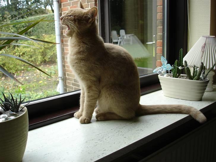 Blanding af racer Misse - Så synger vi julen ind. billede 14