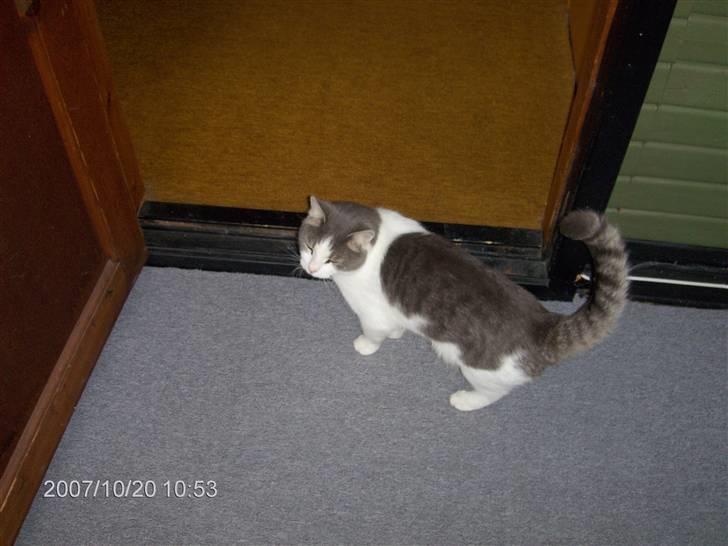 Huskat migo - får jeg ikke snart noget mad.... billede 1