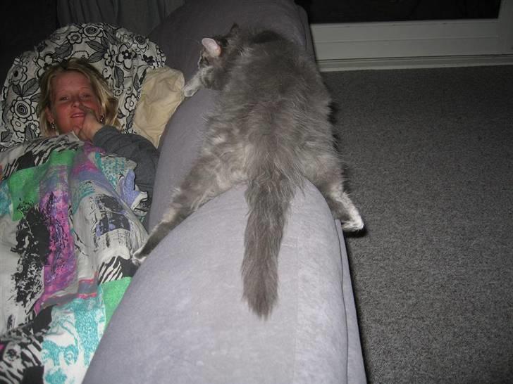 Norsk Skovkat Basse R.I.P. billede 16