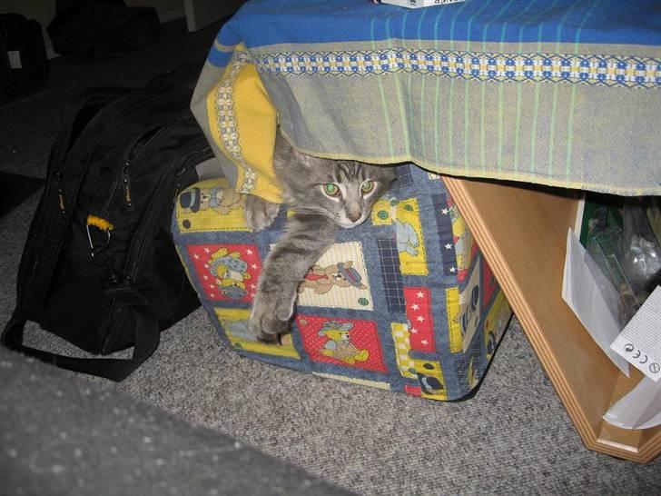 Norsk Skovkat Basse R.I.P. - var der nogen der nogen der sagde mit navn ? billede 17