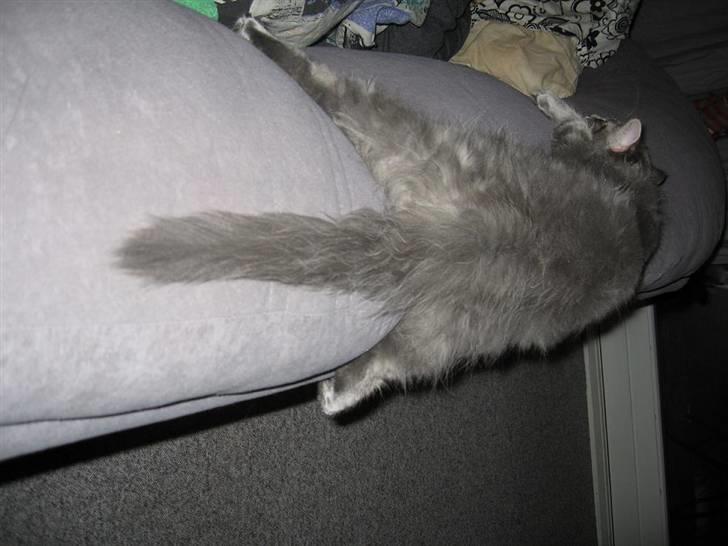 Norsk Skovkat Basse R.I.P. billede 18