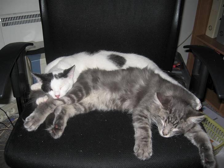 Norsk Skovkat Basse R.I.P. billede 19