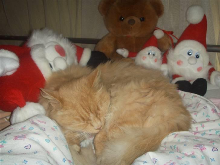 Blanding af racer Katja billede 6