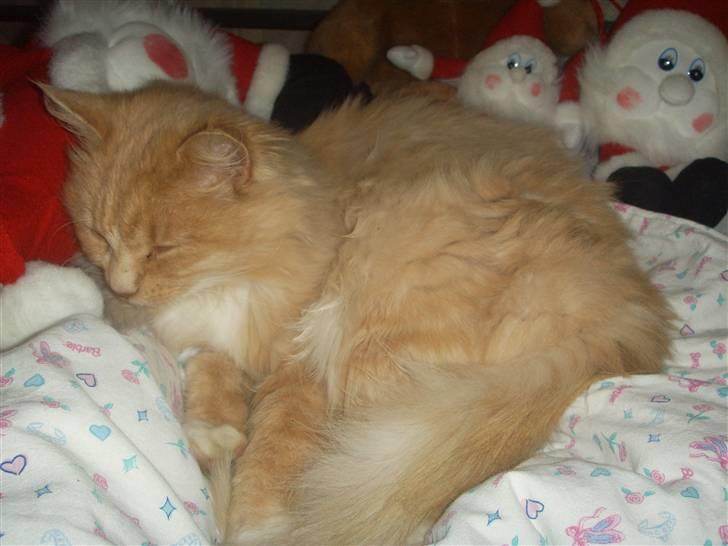 Blanding af racer Katja billede 7