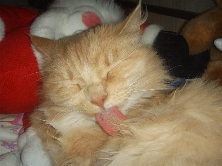 Blanding af racer Katja billede 8