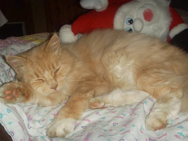 Blanding af racer Katja billede 9