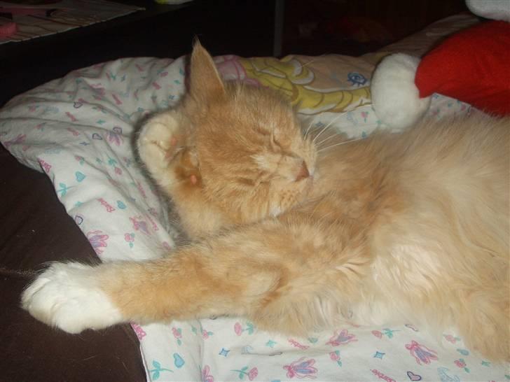 Blanding af racer Katja billede 10