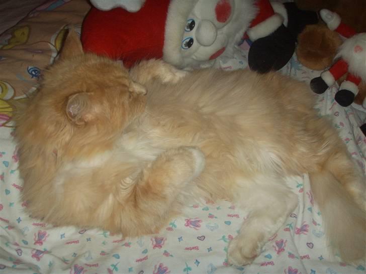 Blanding af racer Katja billede 11