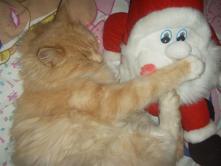 Blanding af racer Katja billede 12