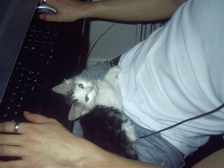 Blanding af racer Bøllemis - hjælper lige far med at spille computer;) billede 10