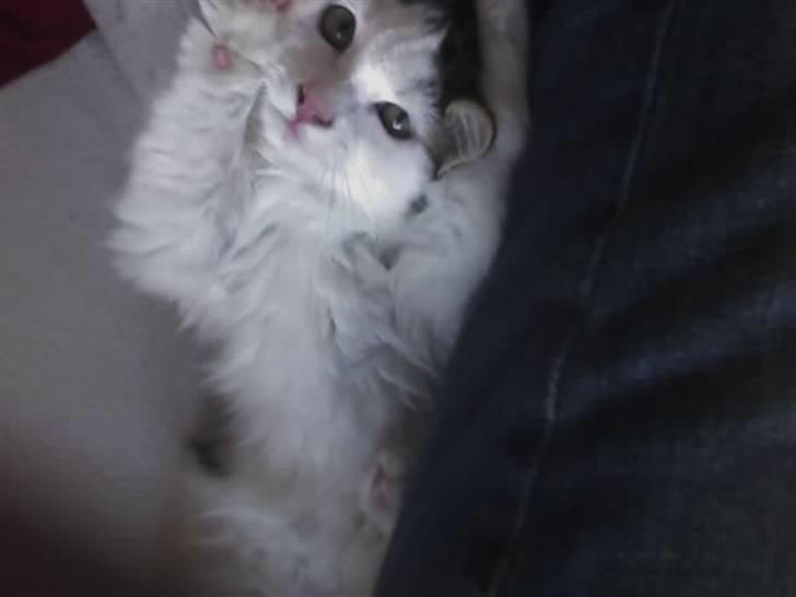 Blanding af racer Bøllemis billede 11