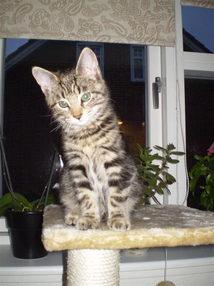 Blanding af racer Nala - smukke Nala billede 1