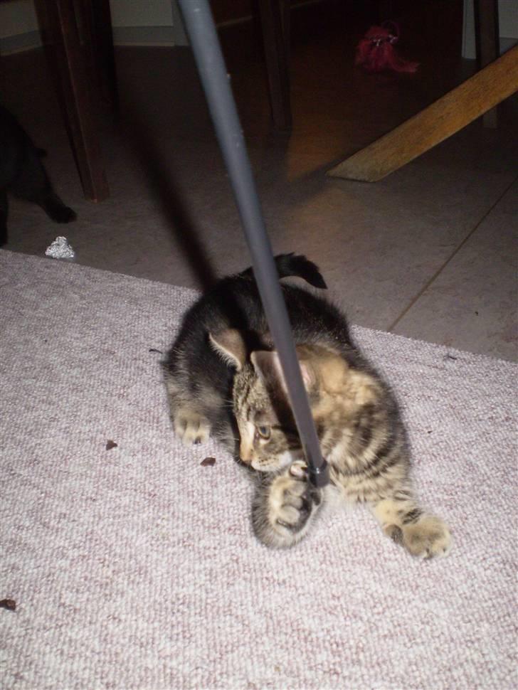 Blanding af racer Nala - Nala leger billede 2