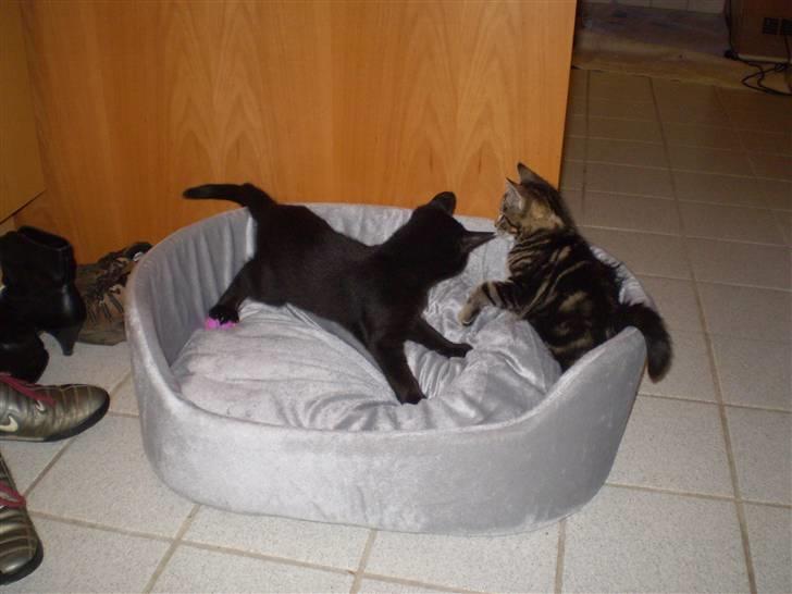 Blanding af racer Nala - Nala og Figaro. Figaro desværre død:( billede 3