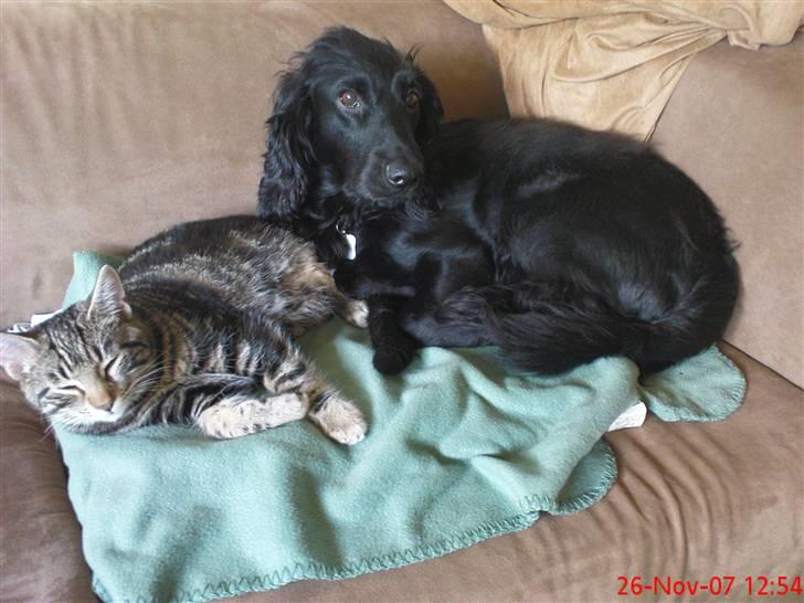 Blanding af racer Nala - Nala ligger sammen med en hund som er på besøg billede 4