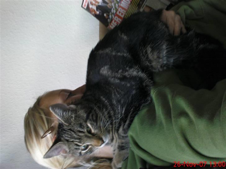 Blanding af racer Nala - hygge billede 5