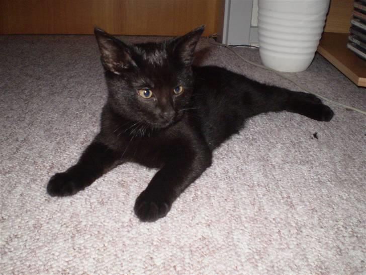 Blanding af racer Figaro.. død - Figaro billede 1